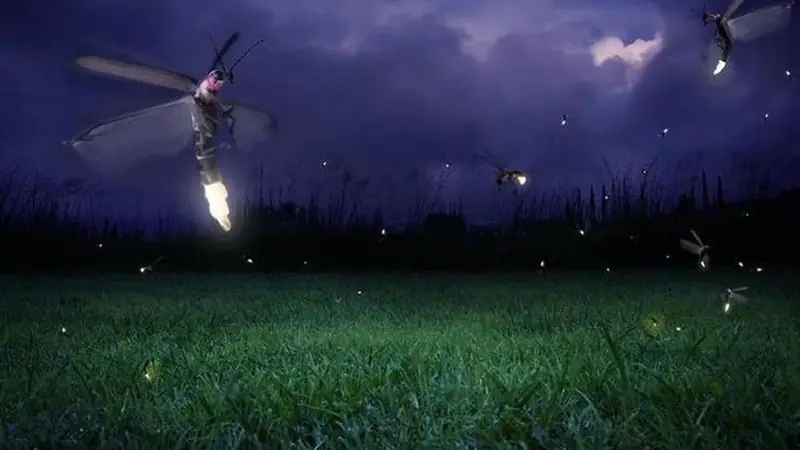 Kuala Selangor fireflies